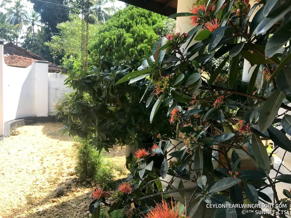 Ceylon Pearlwing Resort نيجومبو 0*,